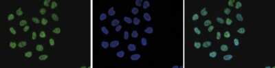 Immunocytochemistry/ Immunofluorescence: Histone H4 [ac Lys8] Antibody [NBP2-59260]